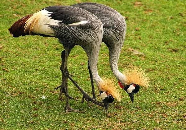 Dinder National Park